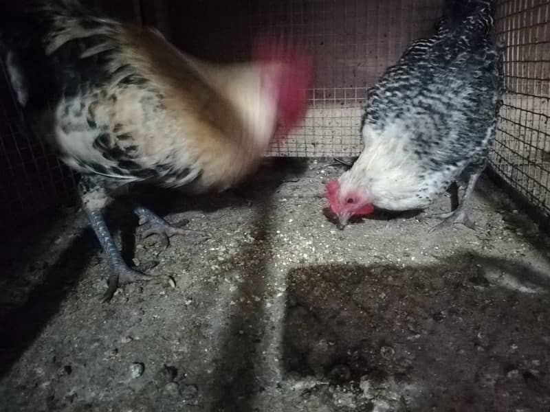 healthy hens for sale 15