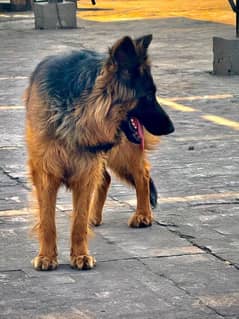 german shepherd Long Coat