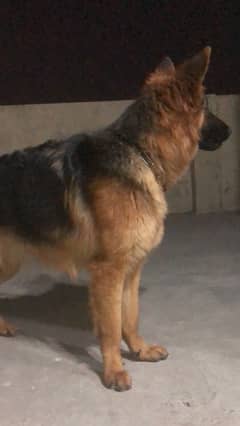 German Shapherd Female Urgent For Sale