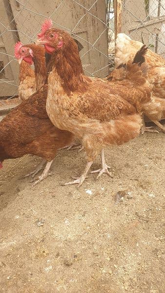 Desi fertile Egg forsale 0