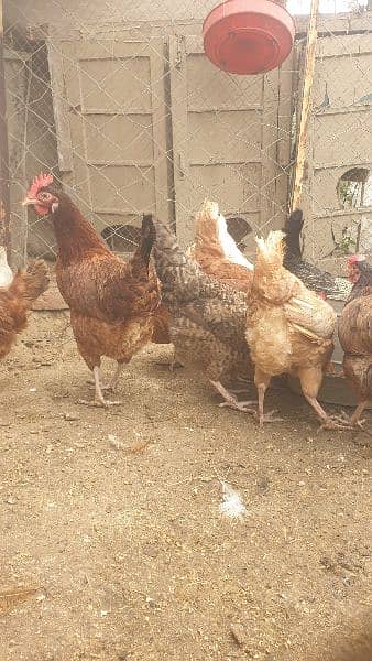 Desi fertile Egg forsale 3