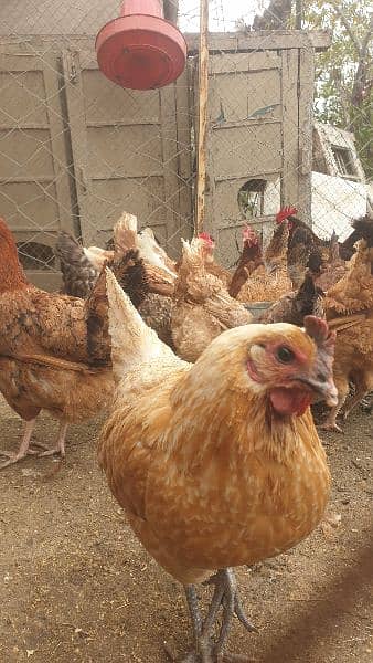 Desi fertile Egg forsale 4