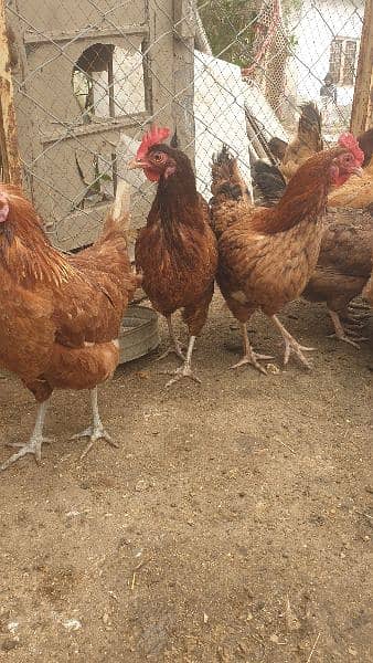 Desi fertile Egg forsale 5