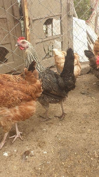 Desi fertile Egg forsale 6