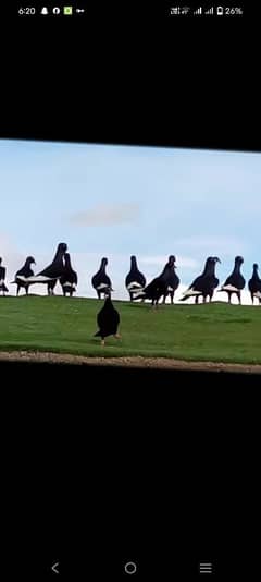 Black qasid quetii VIP birds