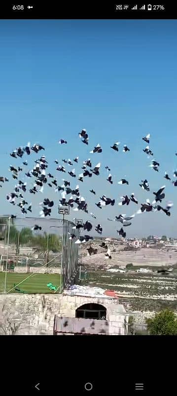 Black qasid quetii VIP birds 2