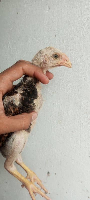 Shamo Aseel high quality chicks available in Lahore 3