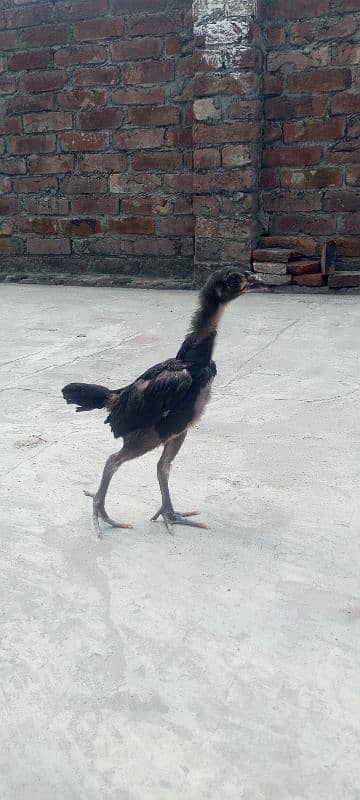 Shamo Aseel high quality chicks available in Lahore 6