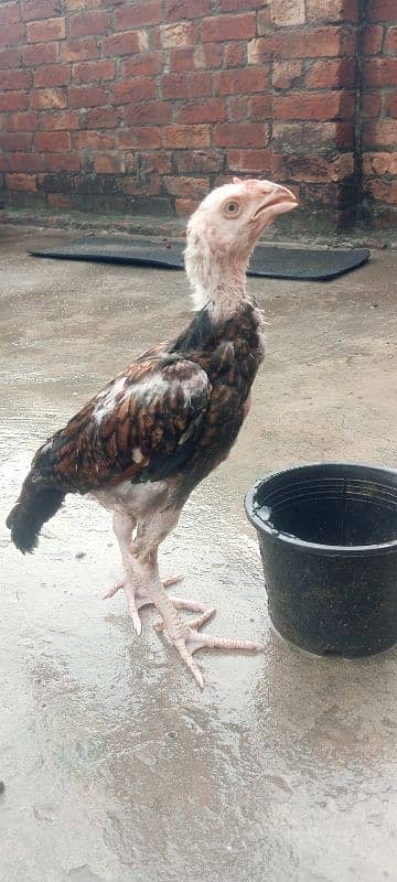 Shamo Aseel high quality chicks available in Lahore 7