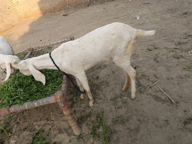 ranjanpuri bakri 2