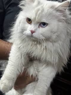 Persian triple coat male cat