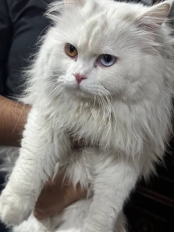 Persian triple coat male cat 0