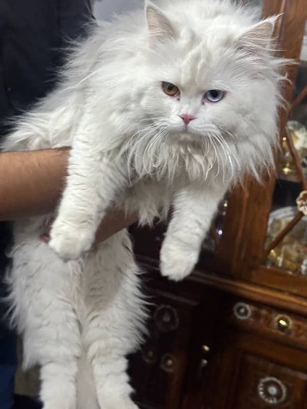 Persian triple coat male cat 1