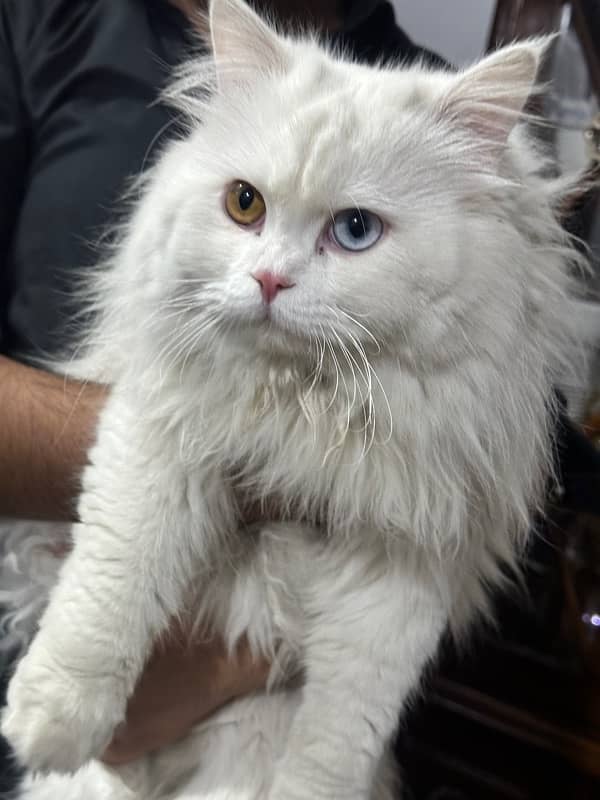 Persian triple coat male cat 2