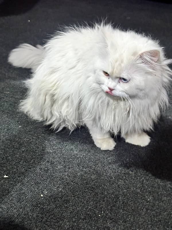 Persian triple coat male cat 3