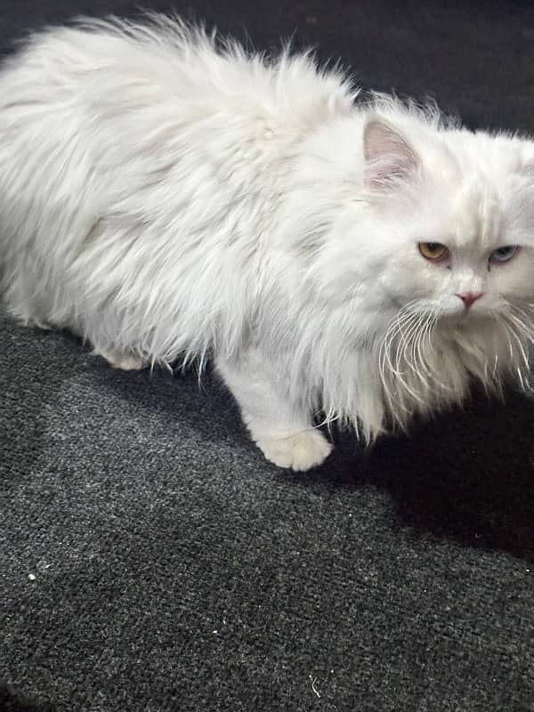 Persian triple coat male cat 5