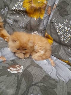 home breed Persian kittens pair for booking