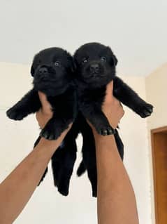 German shepherd puppy Whatsapp nu 03258925374