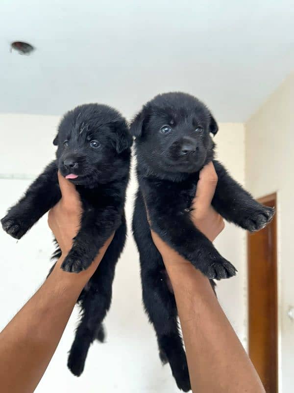 German shepherd puppy Whatsapp nu 03258925374 2