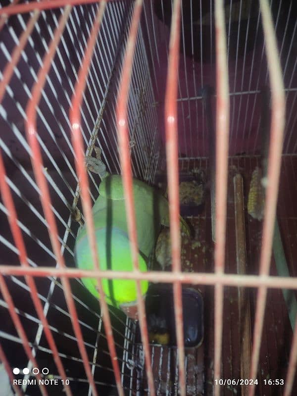 Green parrot 0