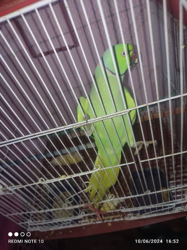 Green parrot 1