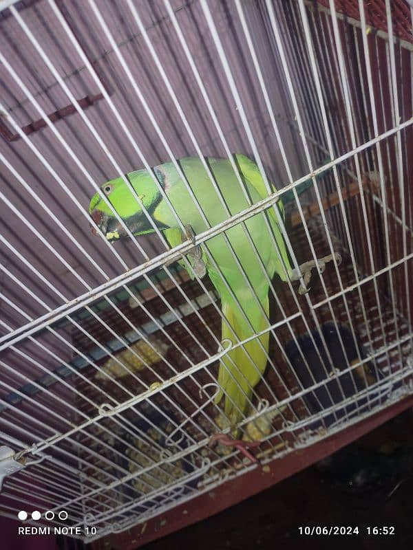 Green parrot 2