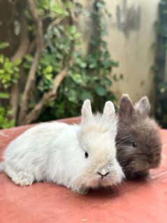 lion head bunnies for sale available pairs