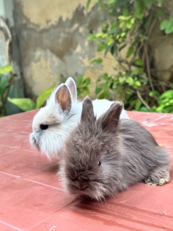 lion head bunnies for sale available pairs 1