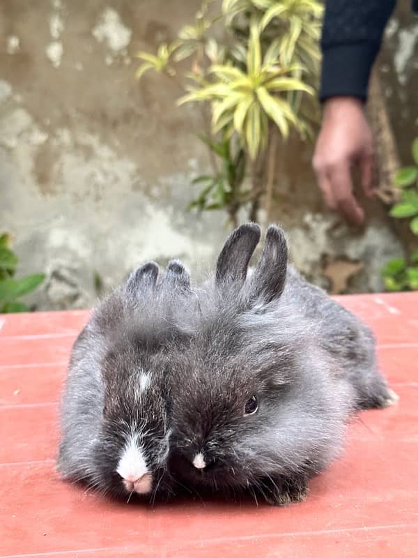 lion head bunnies for sale available pairs 2