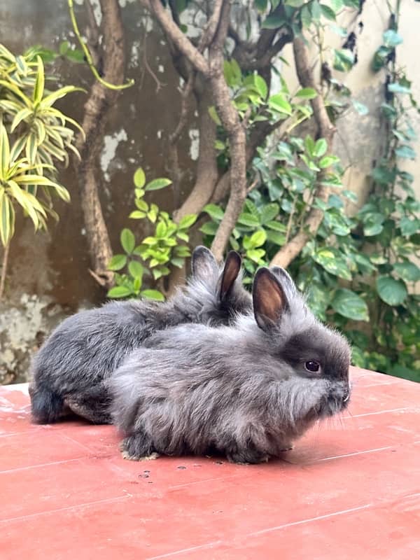 lion head bunnies for sale available pairs 3