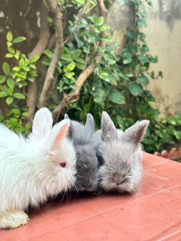 lion head bunnies for sale available pairs 4