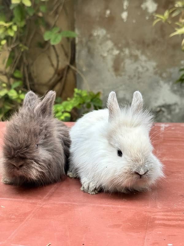 lion head bunnies for sale available pairs 5