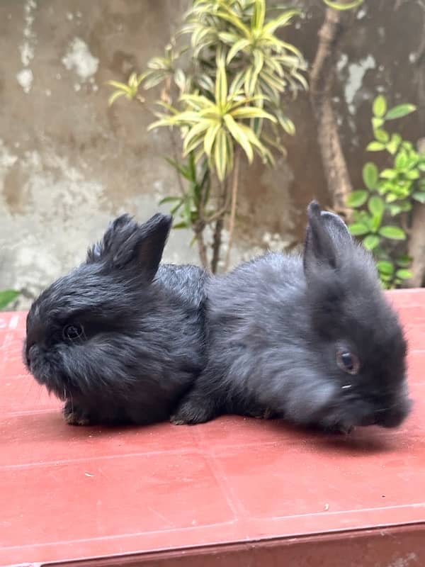 lion head bunnies for sale available pairs 6