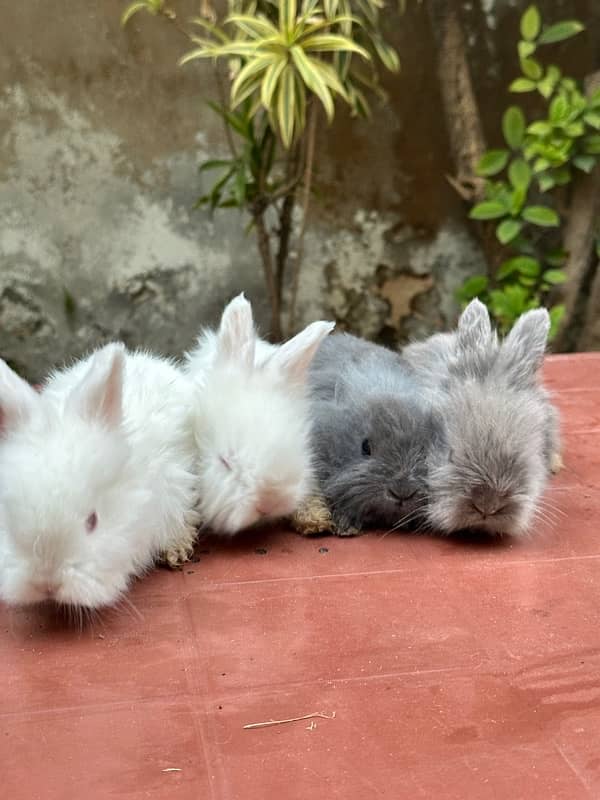 lion head bunnies for sale available pairs 9