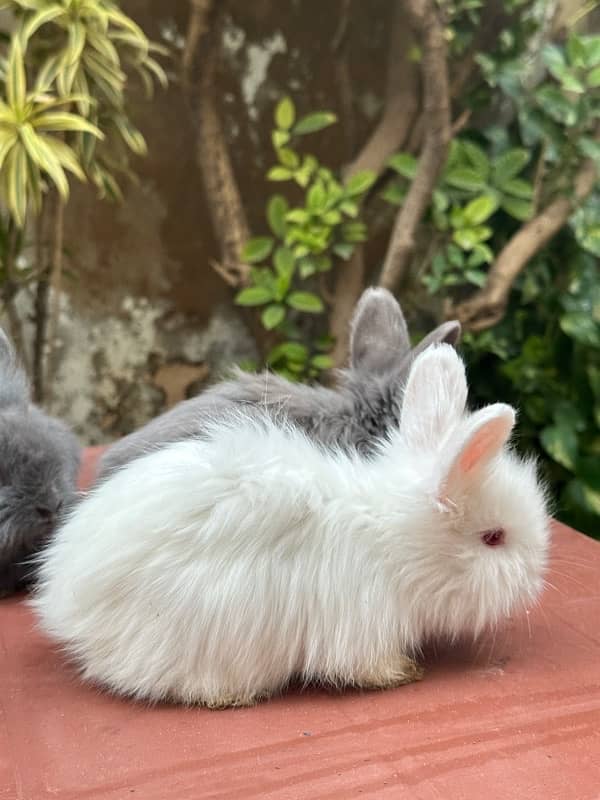 lion head bunnies for sale available pairs 10