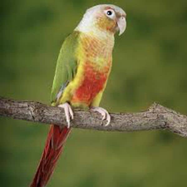 Pineapple Conure Breeder Male For Sale 0