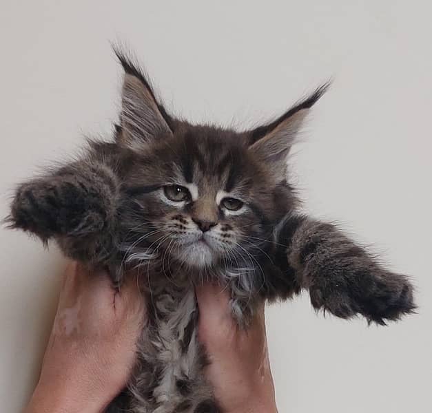 Maine coon cats available for import 0