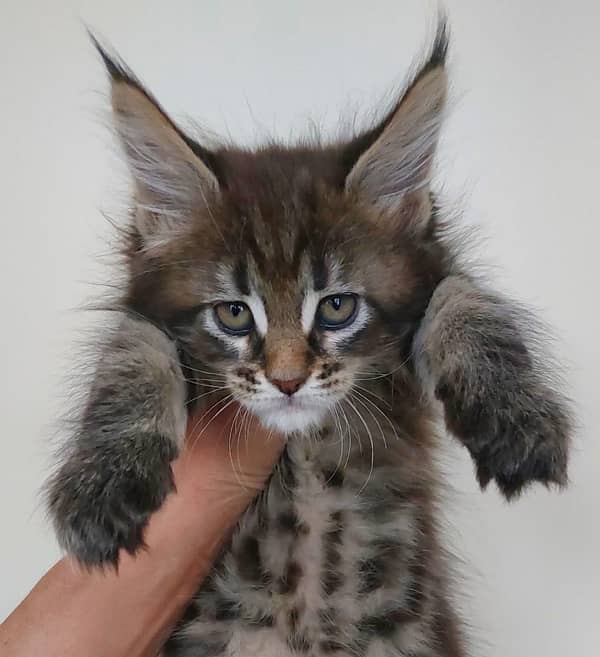 Maine coon cats available for import 1