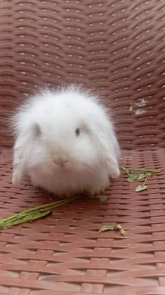 Holland lop rabbit female