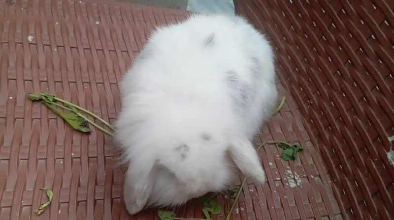 Holland lop rabbit female 1