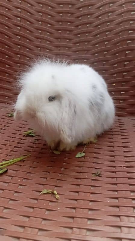 Holland lop rabbit female 2