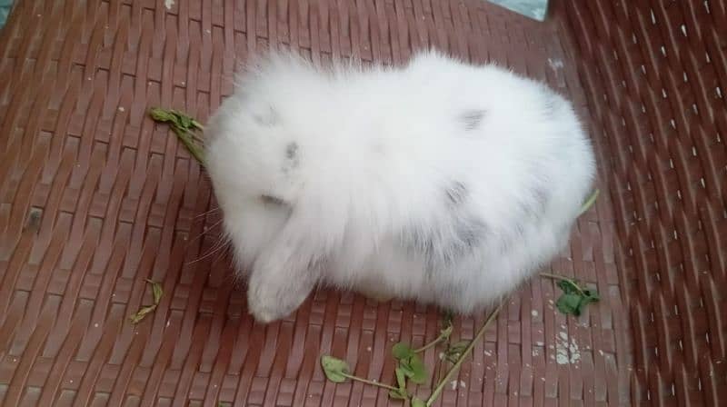 Holland lop rabbit female 3