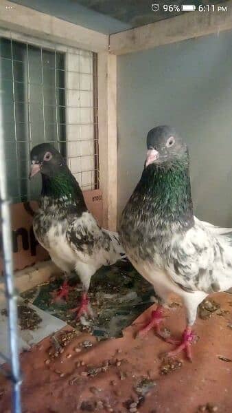 High Flyer Ferozpuri Pair For Sale 4