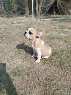 French Bulldog for sale