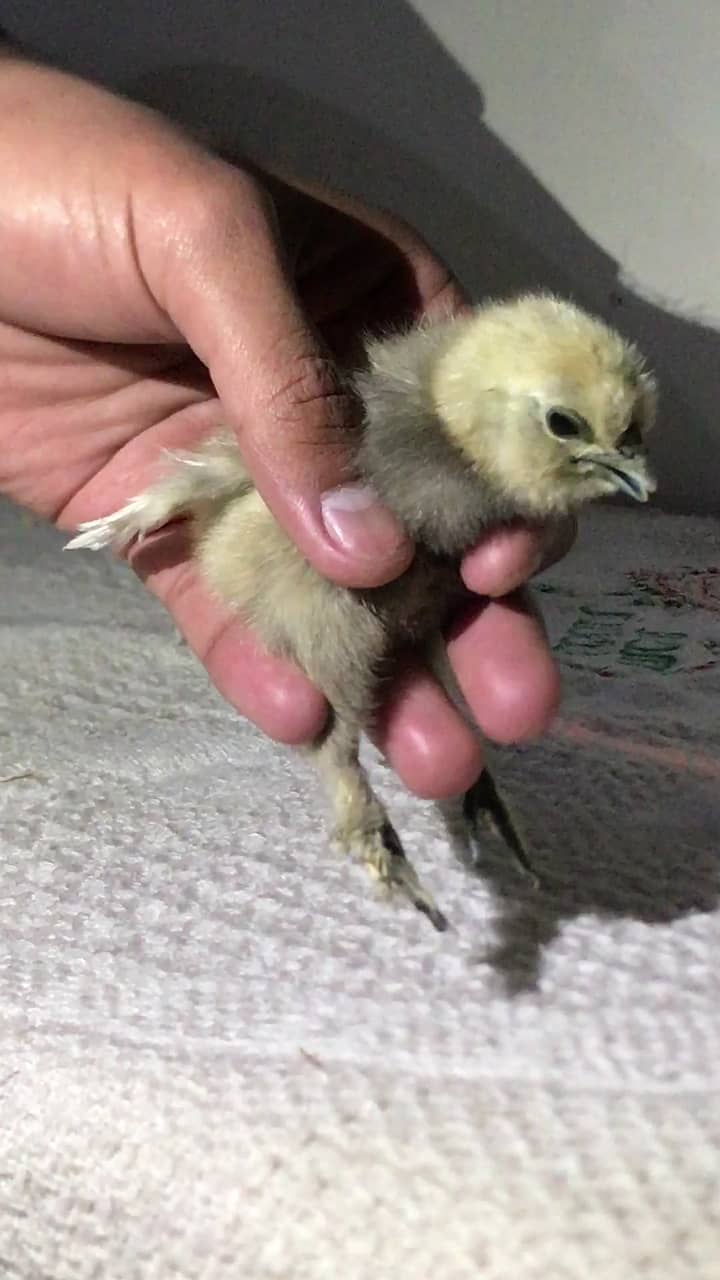 Heera aseel and Silkie chicks 4