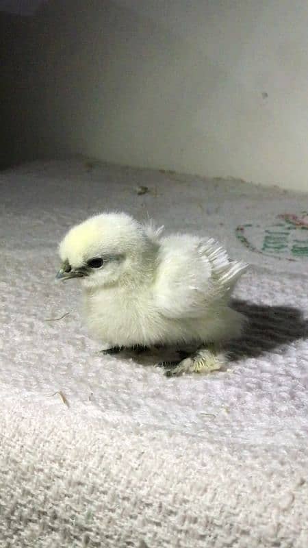 Heera aseel and Silkie chicks 7