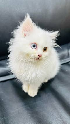 Persian White Kitten with Odd Eyes for Sale | Pure Breed