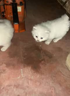 kittens Persian 5piece