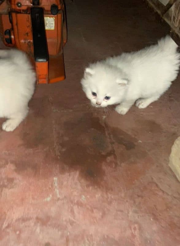 kittens Persian 5piece 0