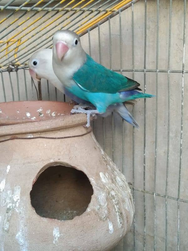 love Birds breeding pair 2